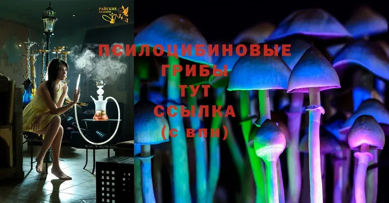 закладки  Мосальск  Галлюциногенные грибы Psilocybe 